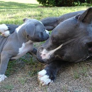 Meet your Posher, Troy